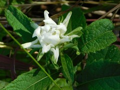 Baccharoides adoensis