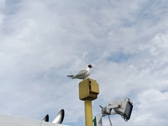 Chroicocephalus ridibundus