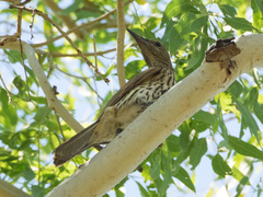 Oriolus sagittatus affinis