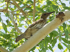 Oriolus sagittatus affinis