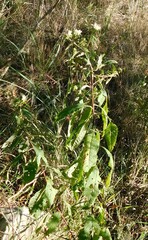 Baccharoides adoensis