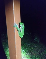 Zhangixalus pachyproctus