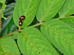 Gallerucida singularis