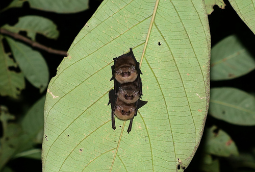 Dark Sheath-tailed Bat