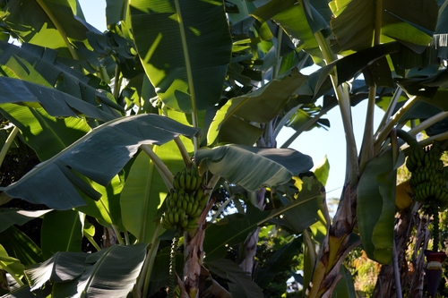 Plantain