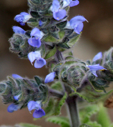 Rift Valley Sage