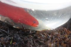 Apodichthys flavidus