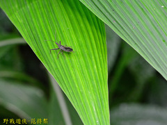 Tapirocoris annulatus