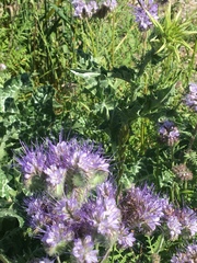 Phacelia tanacetifolia
