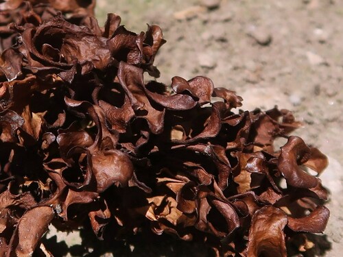 Andrejev's Iceland Lichen