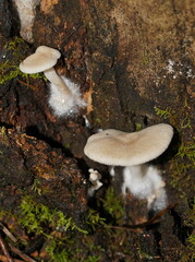 Clitocybe semiocculta