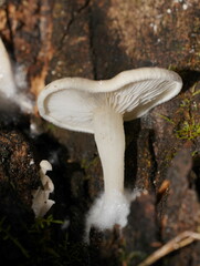 Clitocybe semiocculta
