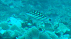 Lutjanus decussatus