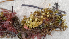 Sargassum paradoxum