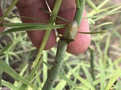 Acrosternum rubescens
