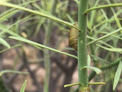 Acrosternum rubescens
