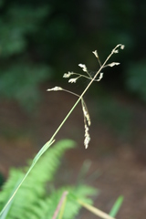 Poa remota