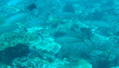 Pterocaesio tessellata