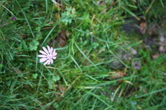 Scorzonera rosea