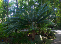 Lepidozamia hopei