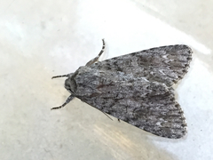 Acronicta impleta