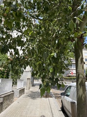 Brachychiton populneus