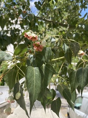 Brachychiton populneus