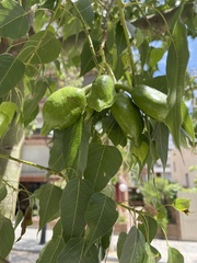 Brachychiton populneus