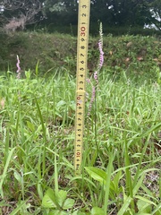 Spiranthes australis