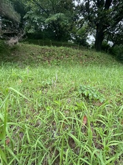 Spiranthes australis