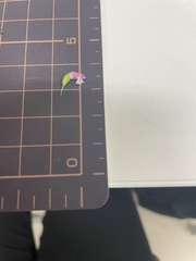 Spiranthes australis