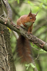 Sciurus vulgaris