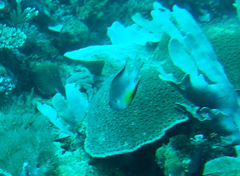 Amblyglyphidodon leucogaster