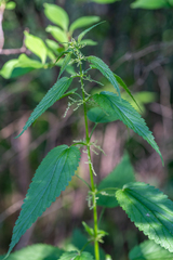 Urtica sondenii