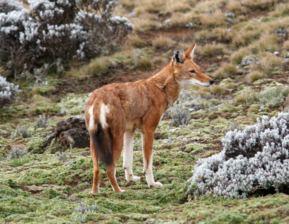 Canis simensis, Bale, Oromia, Ethiopia, by fl66