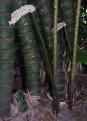 Anchomanes difformis