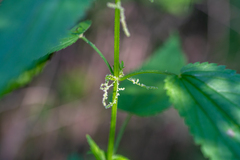 Urtica sondenii