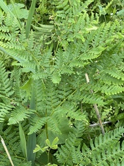Pteridium latiusculum