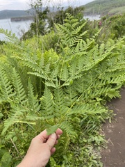 Pteridium latiusculum