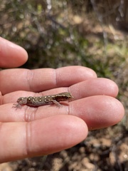 Saurodactylus