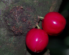 Phaleria clerodendron