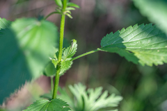 Urtica sondenii
