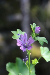Malva sylvestris