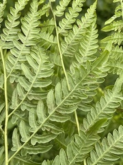 Pteridium latiusculum