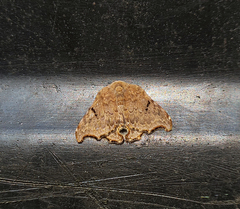 Thymistida tripunctata