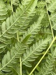 Pteridium latiusculum