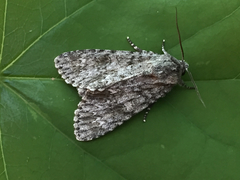 Acronicta impleta