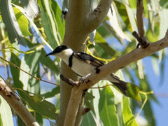 Cissomela pectoralis