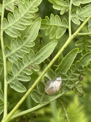 Succinea lauta