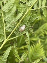 Succinea lauta